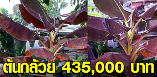 ต้นกล้วย 435000